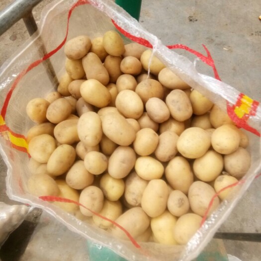 滕州市迷你土豆 乒乓球大小迷你土豆
