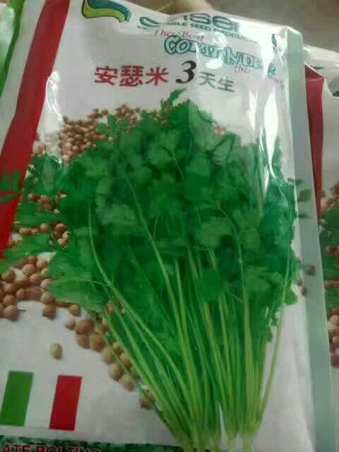 济南香菜种子 袋装