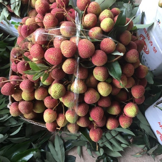 廉江市妃子笑荔枝 2cm