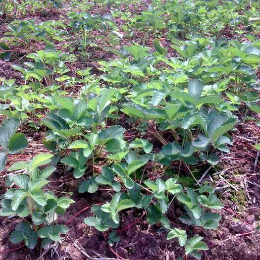 泰安红颜草莓苗 地栽苗 20~30公分 