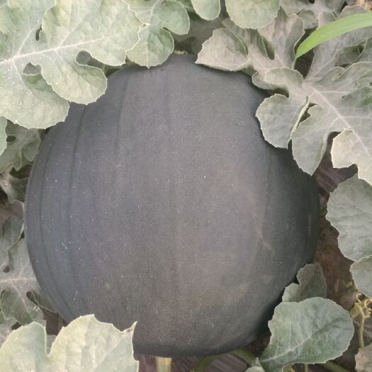 大荔县黑皮无籽西瓜 1茬 9成熟 10斤打底