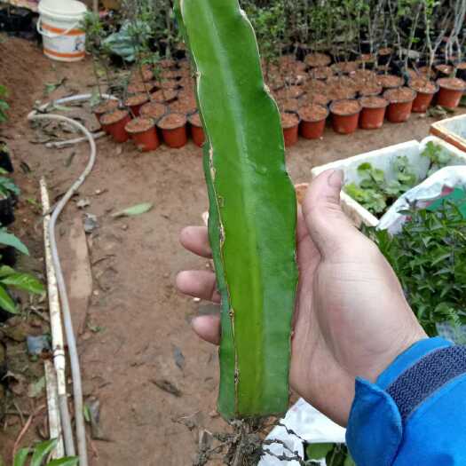 容县火龙果苗