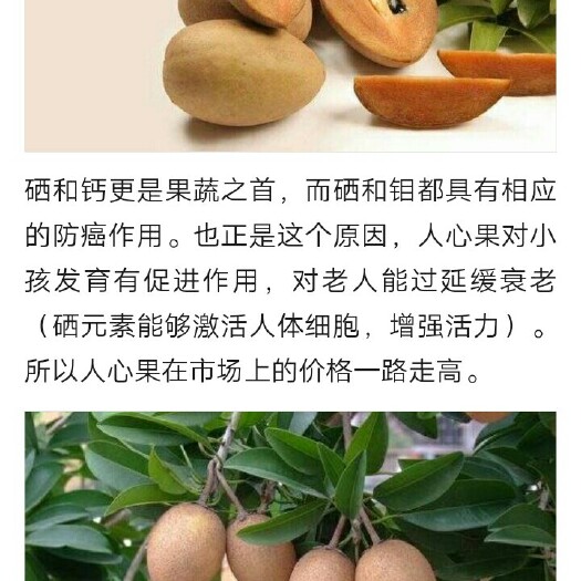 容县人心果树苗 