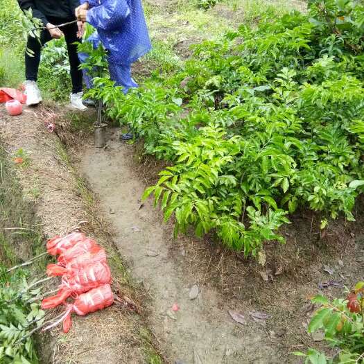 容县无核黄皮果苗 
