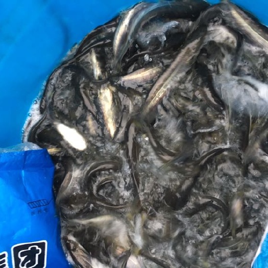 简阳市鲶鱼苗