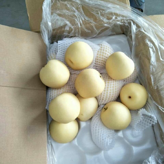 赵县皇冠梨 400-450g 55mm以上