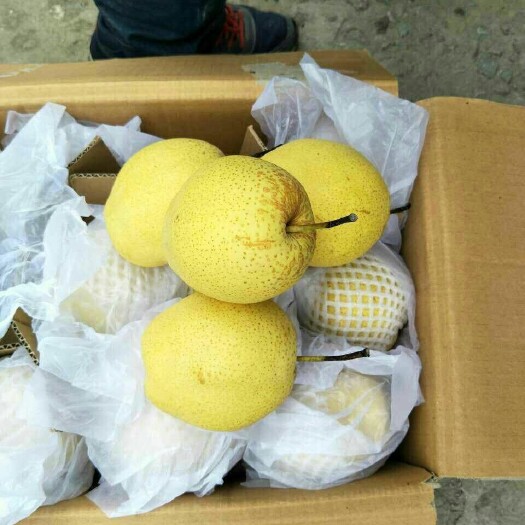 赵县皇冠梨 450-500g 60mm以上