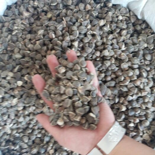 丽江辣木籽