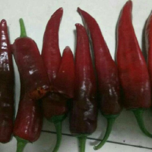 忻州北京红辣椒 10~15cm 红色 微辣