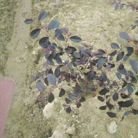 郴州黑珍珠红继木
