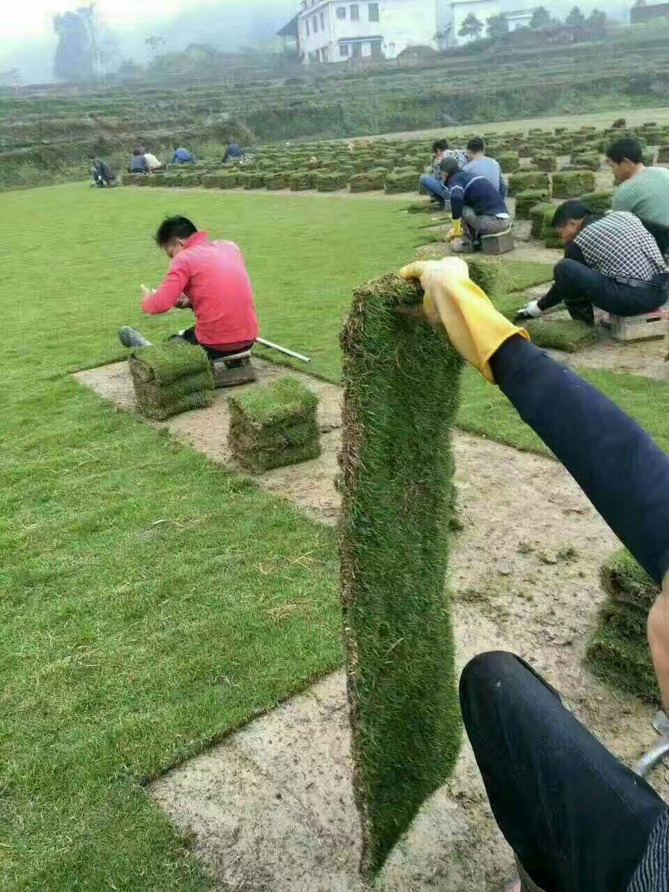 马尼拉草皮，广东马尼拉草卷，福建马尼拉草卷