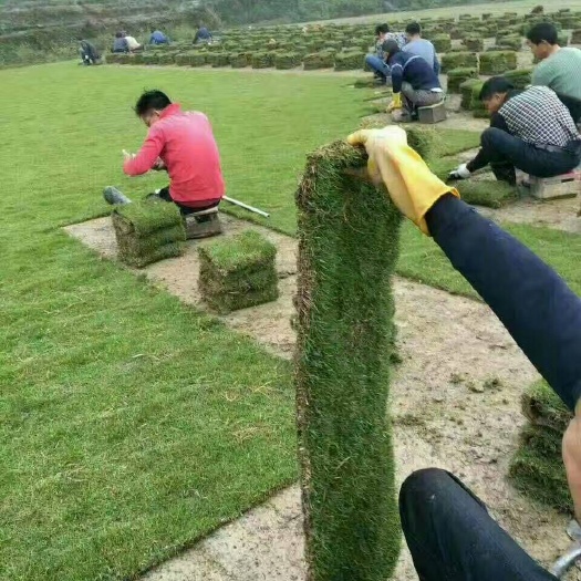 郴州马尼拉草皮，广东马尼拉草卷，福建马尼拉草卷