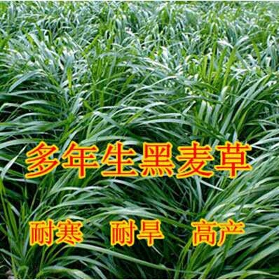 沭阳县黑麦草种子