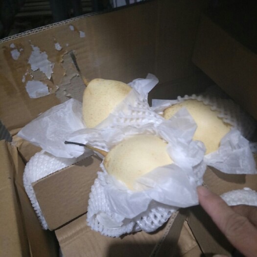 赵县皇冠梨 350-400g 55mm以上