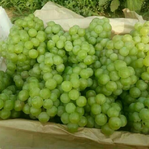 邯郸无核白葡萄 以质量说话，靠品质创造口碑，