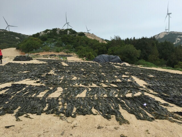 莆田鲜海带 福建省莆田市秀屿区