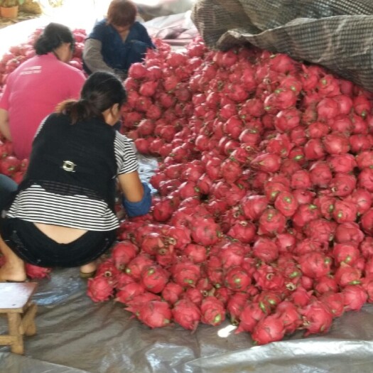 遂溪县红皮红肉火龙果 中（5-7两）