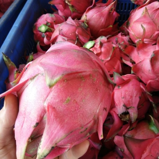 遂溪县红皮红肉火龙果 中（5-7两）