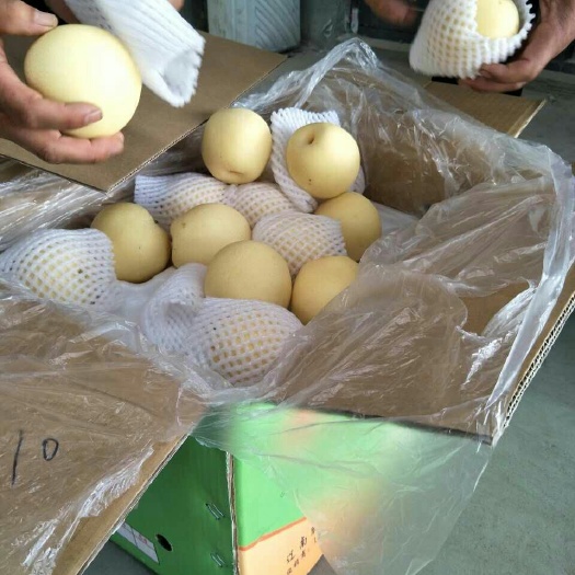 赵县皇冠梨 400-450g 55mm以上