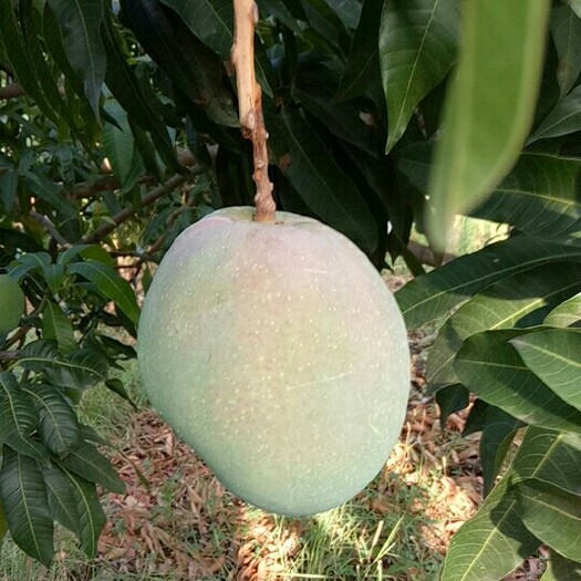 攀枝花肯特芒 5两以上