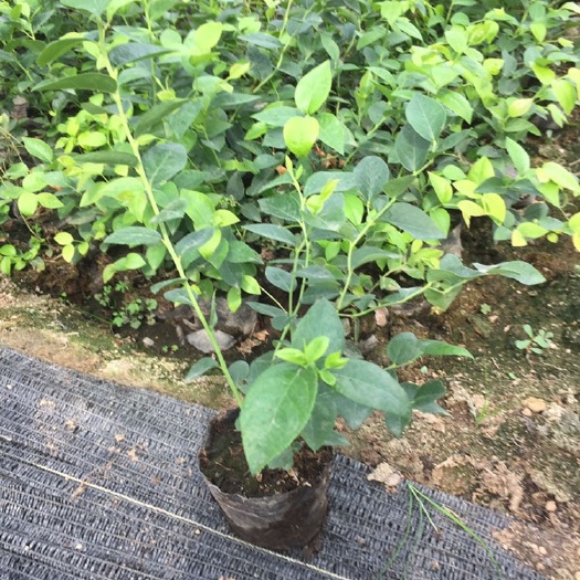 泰安莱克西蓝莓苗 