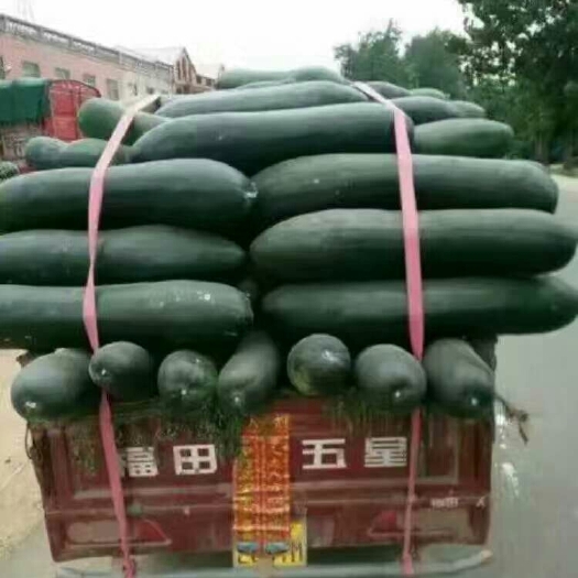 郯城县黑皮冬瓜  黑皮地冬瓜 大量现货  货源充足 价格便宜