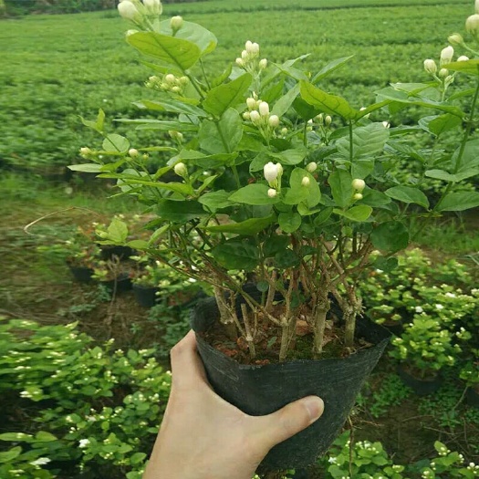 横州市白色茉莉 