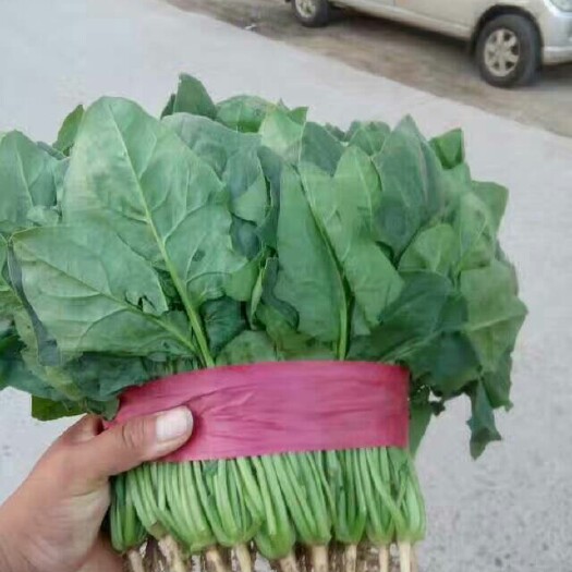 邯郸大叶菠菜 15~20cm