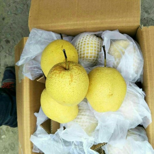 赵县雪花梨 550-600g 55mm以上