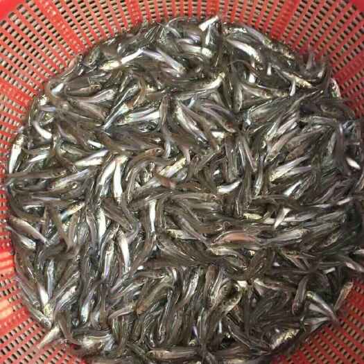 广州叉尾鮰鱼苗 
