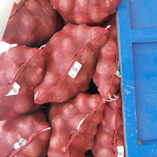 博爱县精品、优质二红洋葱大量上市供应中
