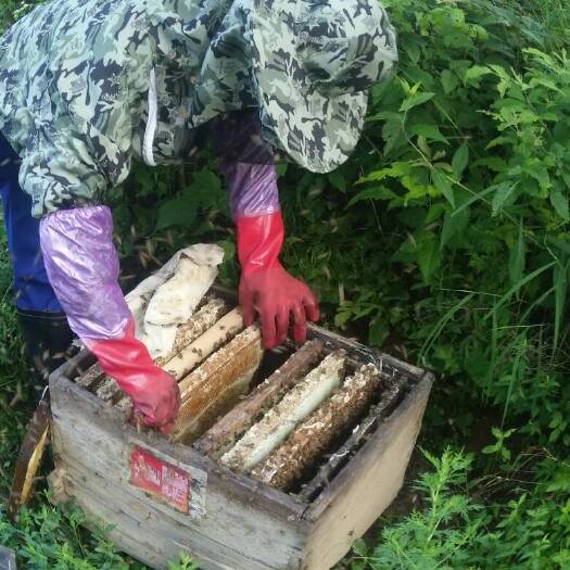 茶陵县土蜂蜜 塑料瓶装 98% 2年以上