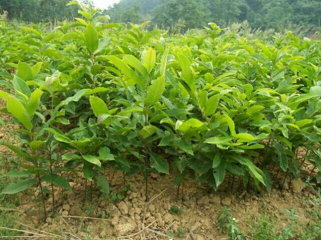 泰安泰山板栗苗 嫁接苗 0.5~1米 