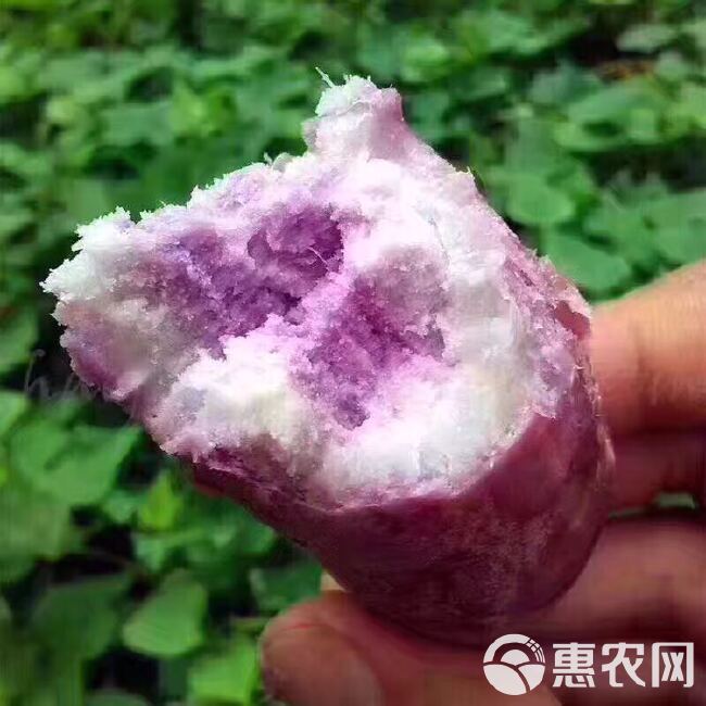  包邮紫板薯-紫板薯