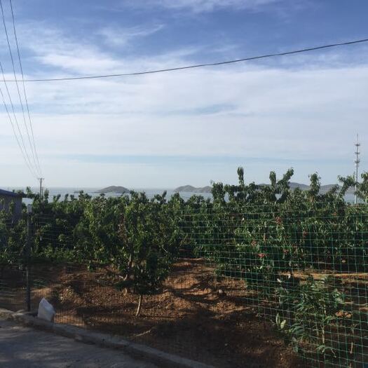 大连萨米脱樱桃 大连 萨米脱