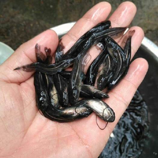 广州鲶鱼苗 