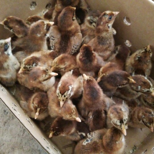 乐至县 血毛土鸡苗