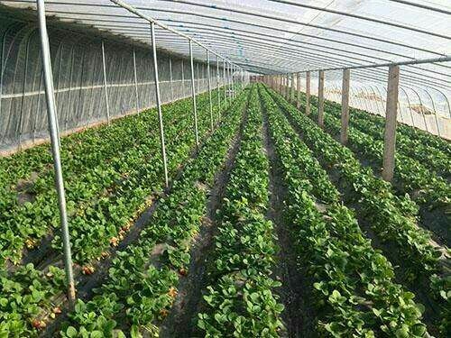 泰安红颜草莓苗 地栽苗 10~20公分