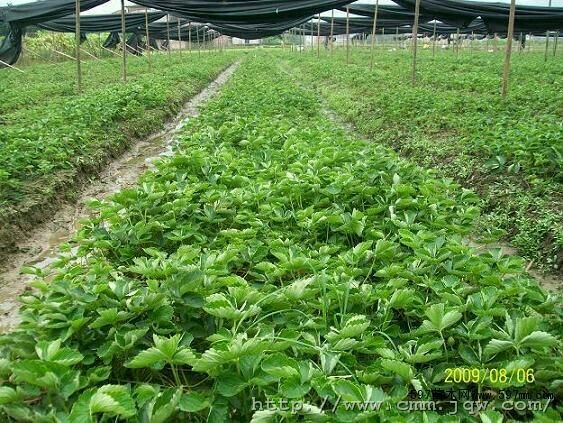 泰安巧克力草莓苗  奶油草莓苗，根系发达，脱毒苗，保湿邮递，成活