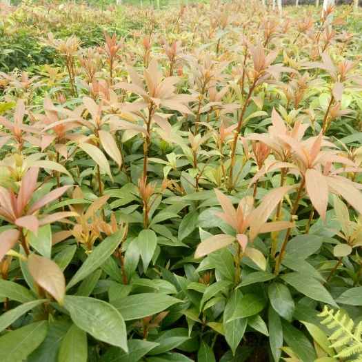 阳朔县小叶桢楠