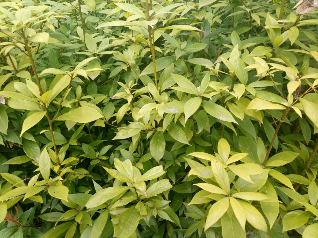 小叶桢楠