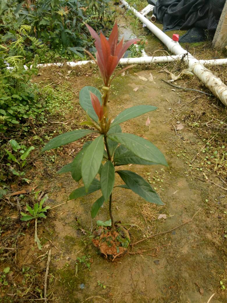 小叶桢楠