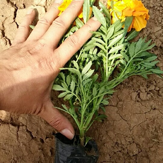 青州市一串红孔雀草