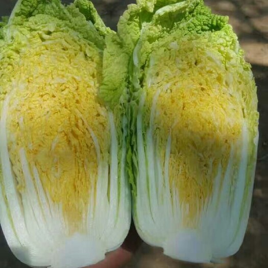 沽源县高山娃娃菜 5~7两以上