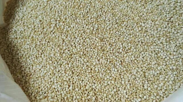 东莞市 玻利维亚大颗粒白藜麦
