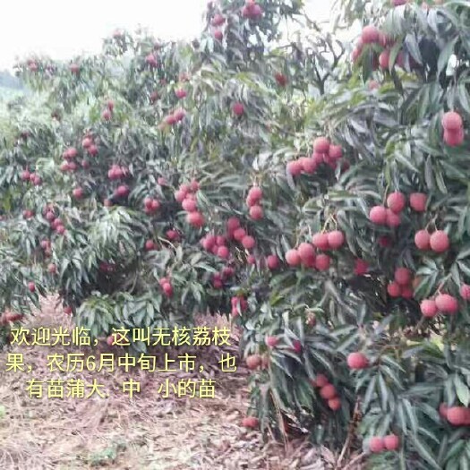 灵山县无核荔枝苗