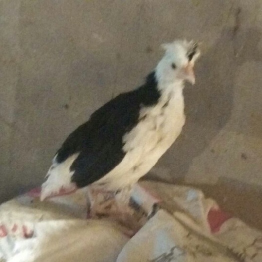 贵妃鸡苗，贵妃鸡脱温苗