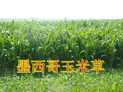 嘉祥县青绿饲料  籽 产量高 营养高 成本低