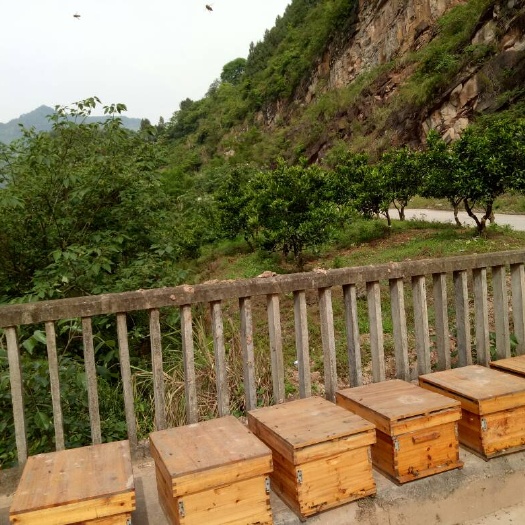柑橘蜜 18-24个月 42 本品不能代替药物