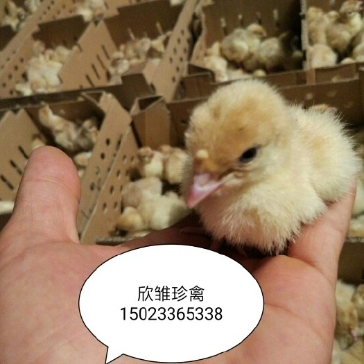 火鸡苗，尼古拉火鸡苗